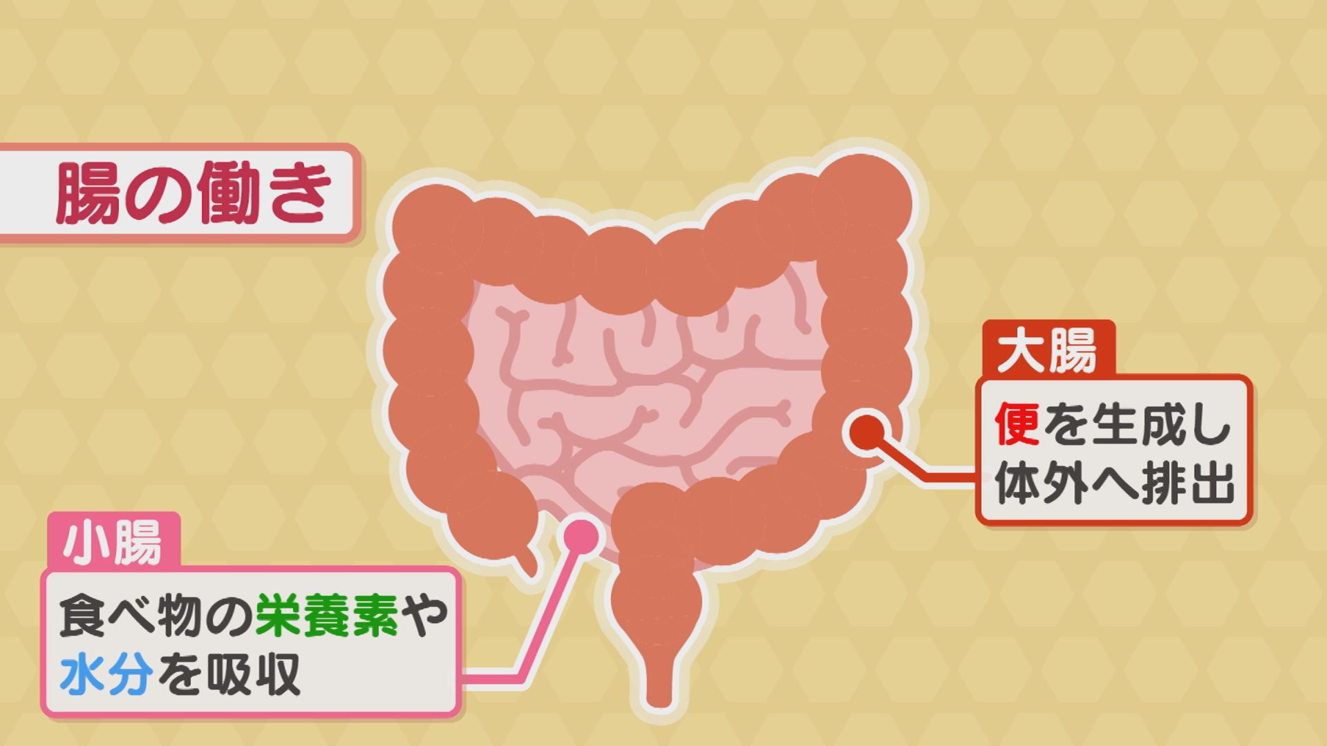 腸のお話 ＊腸のお仕事＊ ミチワクリニック｜東京都 中央区八丁堀から徒歩3分の心療内科